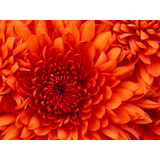 Chrysanthemum.jpg