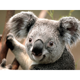 Koala.jpg